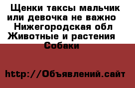 Щенки таксы мальчик или девочка не важно - Нижегородская обл. Животные и растения » Собаки   